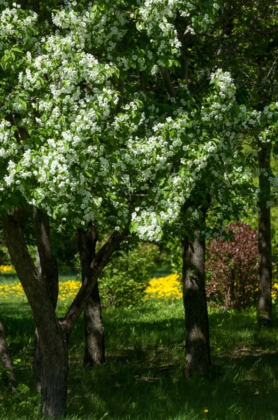 Bahar manzara, elma. Bahar çiçekleri. Bir arka plan doğa, bahar çiçekleri çiçek açması bir elma. Romantik zerafet Vintage Illustration yaprak ve çiçek bir elma ağacının ile
