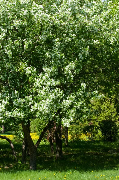 Spring landscape, apple. Spring flowers. A blossoming apple on a background of nature, spring flowers. Romantic elegance Vintage illustration with leaves and flowers of an apple tree