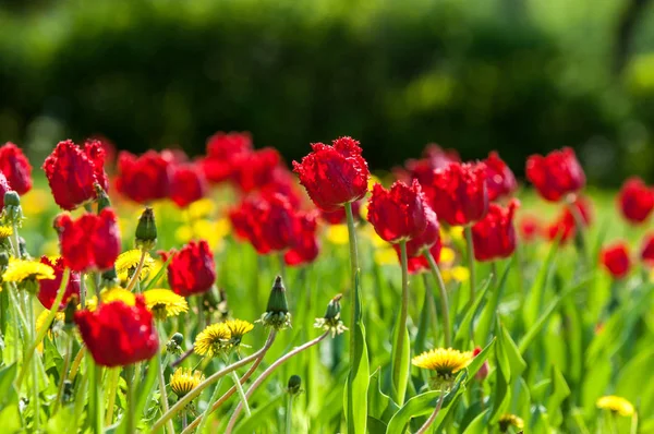 Çiçekler, bahar yatay. Lale. Lale güzel buket. renkli lale. lale bahar, renkli lale içinde. Çiçek Lale arka plan. Güzel bir renk laleler manzarası. 