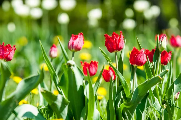 Spring landscape with flowers. Tulip. Beautiful bouquet of tulips. colorful tulips. tulips in spring, colourful tulip. Flower tulips background. Beautiful view of color tulips.