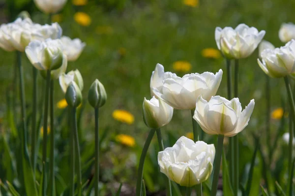 Spring landscape with flowers. Tulip. Beautiful bouquet of tulips. colorful tulips. tulips in spring, colourful tulip. Flower tulips background. Beautiful view of color tulips.