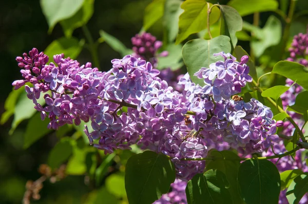 Güzel mor menekşe çiçekleri. Mor çiçekleri kapatın. Bahar çiçeği, leylak dalı. Leylak çalısı, leylak arkaplan. Bahar leylağı çiçekli dal.