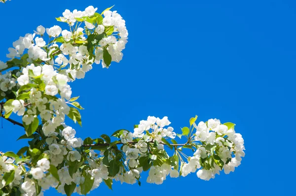 Elma ağacının çiçekleri. İlkbaharda çiçek açan elma. Güzel çiçek açan elma bahçesi. Üreme organlarının (stamens ve meyve oluşan bitki, tohum parçası),