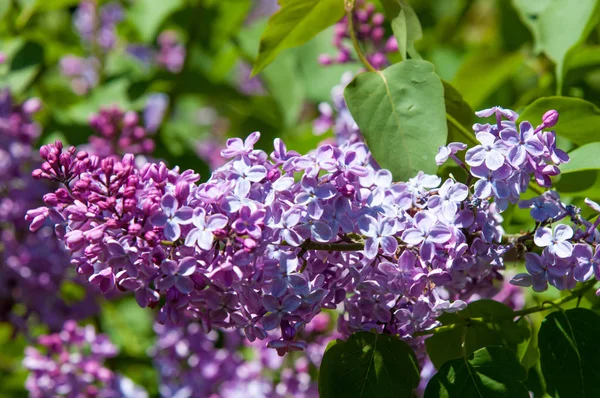 Beautiful Fresh Purple Violet Flowers Close Purple Flowers Spring Flower — Stock Photo, Image