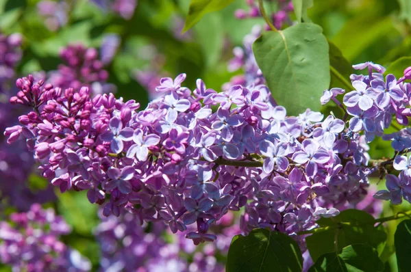 Güzel mor menekşe çiçekleri. Mor çiçekleri kapatın. Bahar çiçeği, leylak dalı. Leylak çalısı, leylak arkaplan. Bahar leylağı çiçekli dal.