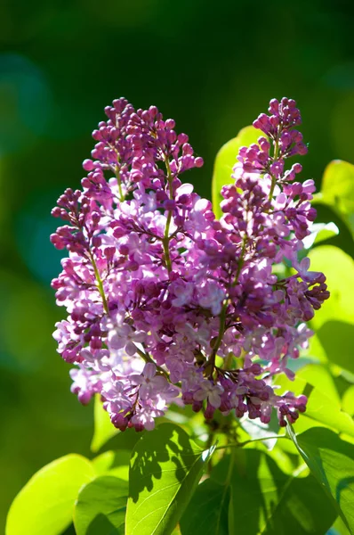 Güzel mor menekşe çiçekleri. Mor çiçekleri kapatın. Bahar çiçeği, leylak dalı. Leylak çalısı, leylak arkaplan. Bahar leylağı çiçekli dal.