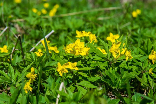 Anemon sarı orman çiçek çiçekli bitkiler buttercup ailesinin ılıman bölgelerde yerel yaklaşık 200 türü bir cinsidir.