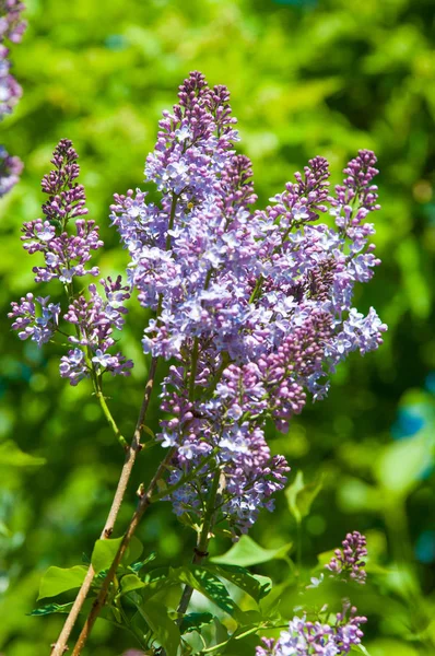 Güzel mor menekşe çiçekleri. Mor çiçekleri kapatın. Bahar çiçeği, leylak dalı. Leylak çalısı, leylak arkaplan. Bahar leylağı çiçekli dal.