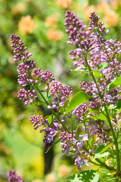 Güzel mor menekşe çiçekleri. Mor çiçekleri kapatın. Bahar çiçeği, leylak dalı. Leylak çalısı, leylak arkaplan. Bahar leylağı çiçekli dal.