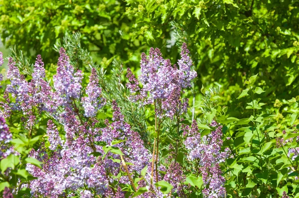 Güzel mor menekşe çiçekleri. Mor çiçekleri kapatın. Bahar çiçeği, leylak dalı. Leylak çalısı, leylak arkaplan. Bahar leylağı çiçekli dal.