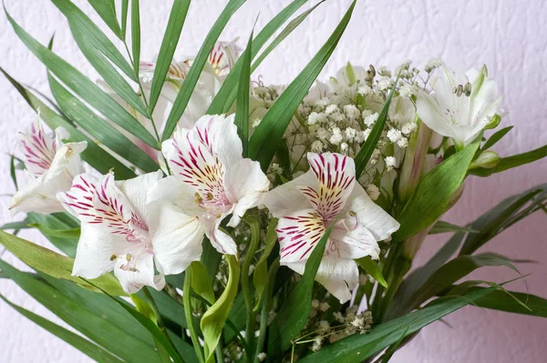 Alstroemeria,commonly called the Peruvian lily or lily of the Incas, is a genus of flowering plants in the family Alstroemeriaceae.