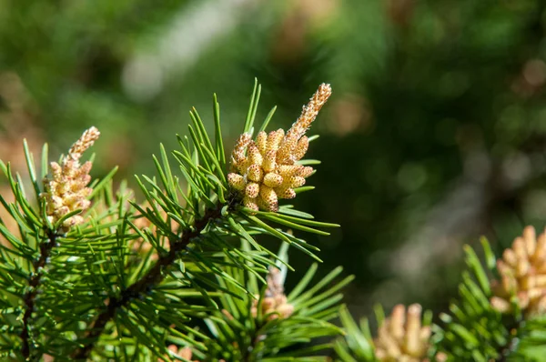Çam bahar fışkın. Genç yeşil çam dalı. Bahar Orman. Çam ile yeni bir ivme ve erkek önümüzdeki bahar dalı. çam dal altın güneş