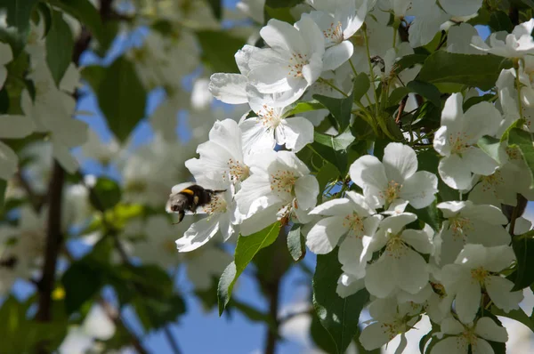 Blommor Äppelträdet Blommande Apple Våren Vackra Blommande Äppelträdgård Utsäde Delen — Stockfoto