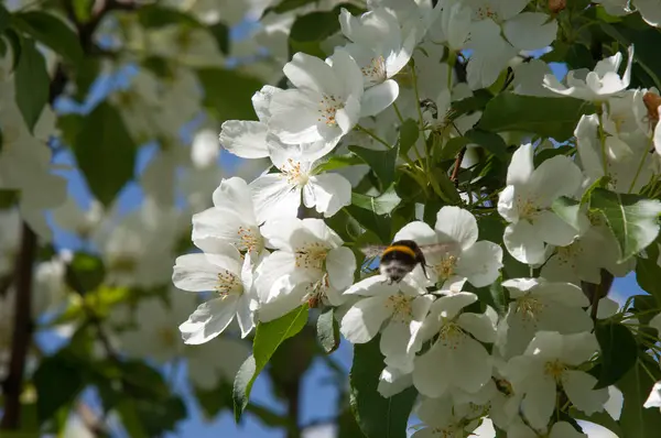 Blommor Äppelträdet Blommande Apple Våren Vackra Blommande Äppelträdgård Utsäde Delen — Stockfoto