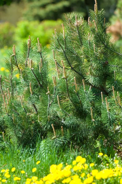 Gałązką Sosny Wiosnę Młody Zielony Pine Oddział Wiosenny Las Gałązką — Zdjęcie stockowe