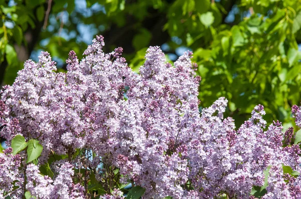 Güzel mor menekşe çiçekleri. Mor çiçekleri kapatın. Bahar çiçeği, leylak dalı. Leylak çalısı, leylak arkaplan. Bahar leylağı çiçekli dal.