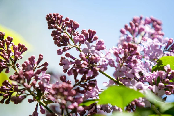 Güzel mor menekşe çiçekleri. Mor çiçekleri kapatın. Bahar çiçeği, leylak dalı. Leylak çalısı, leylak arkaplan. Bahar leylağı çiçekli dal.