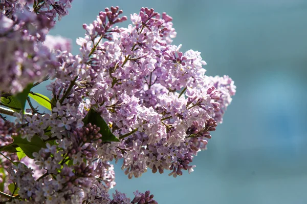 Güzel mor menekşe çiçekleri. Mor çiçekleri kapatın. Bahar çiçeği, leylak dalı. Leylak çalısı, leylak arkaplan. Bahar leylağı çiçekli dal.