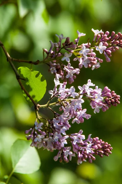 Güzel mor menekşe çiçekleri. Mor çiçekleri kapatın. Bahar çiçeği, leylak dalı. Leylak çalısı, leylak arkaplan. Bahar leylağı çiçekli dal.