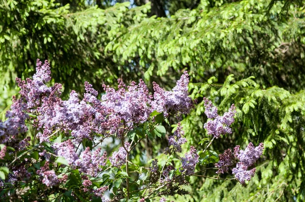 Güzel mor menekşe çiçekleri. Mor çiçekleri kapatın. Bahar çiçeği, leylak dalı. Leylak çalısı, leylak arkaplan. Bahar leylağı çiçekli dal.