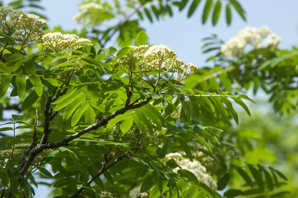 Çam bahar fışkın. Genç yeşil çam dalı. Bahar Orman. Çam ile yeni bir ivme ve erkek önümüzdeki bahar dalı. çam dal altın güneş