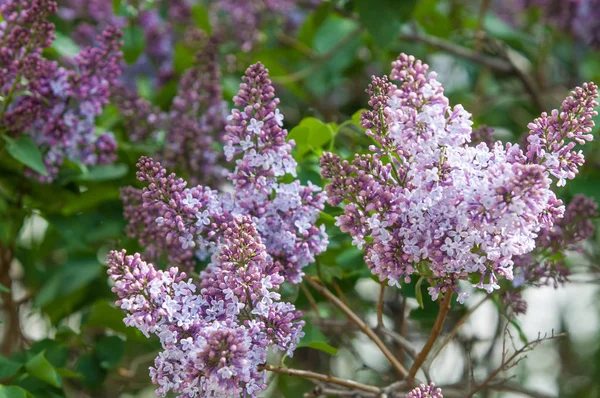 Güzel mor menekşe çiçekleri. Mor çiçekleri kapatın. Bahar çiçeği, leylak dalı. Leylak çalısı, leylak arkaplan. Bahar leylağı çiçekli dal.