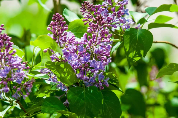 Güzel mor menekşe çiçekleri. Mor çiçekleri kapatın. Bahar çiçeği, leylak dalı. Leylak çalısı, leylak arkaplan. Bahar leylağı çiçekli dal.