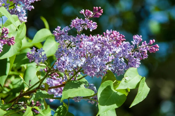 Güzel mor menekşe çiçekleri. Mor çiçekleri kapatın. Bahar çiçeği, leylak dalı. Leylak çalısı, leylak arkaplan. Bahar leylağı çiçekli dal.