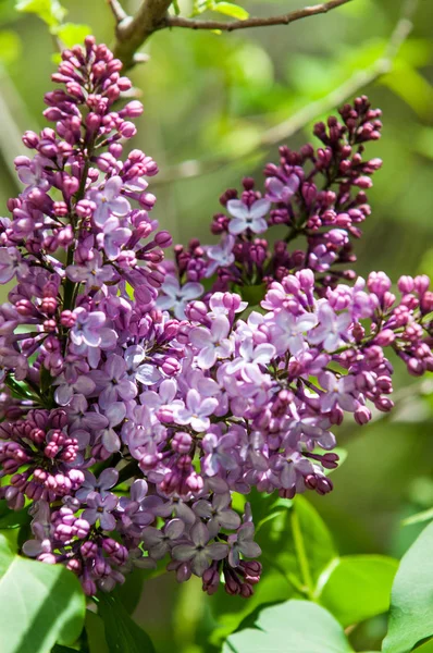 Mooie Frisse Paarse Paarse Bloemen Sluiten Van Paarse Bloemen Voorjaarsbloem — Stockfoto