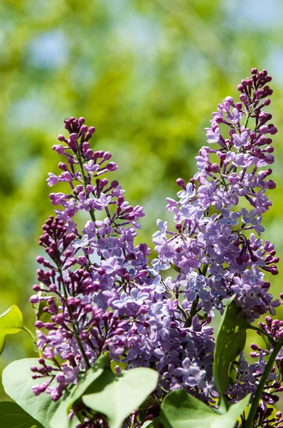 Güzel mor menekşe çiçekleri. Mor çiçekleri kapatın. Bahar çiçeği, leylak dalı. Leylak çalısı, leylak arkaplan. Bahar leylağı çiçekli dal.