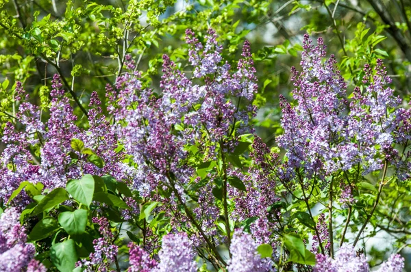 Güzel mor menekşe çiçekleri. Mor çiçekleri kapatın. Bahar çiçeği, leylak dalı. Leylak çalısı, leylak arkaplan. Bahar leylağı çiçekli dal.