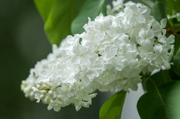 Fleurs Lilas Blanc Sur Fond Feuilles Vertes Gros Plan Fond — Photo
