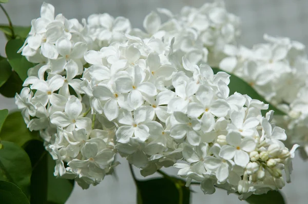 Flowers white lilac on a background of green leaves close-up. White lilac flowers background / white lilacs macro / spring flower / syringe vulgaris.