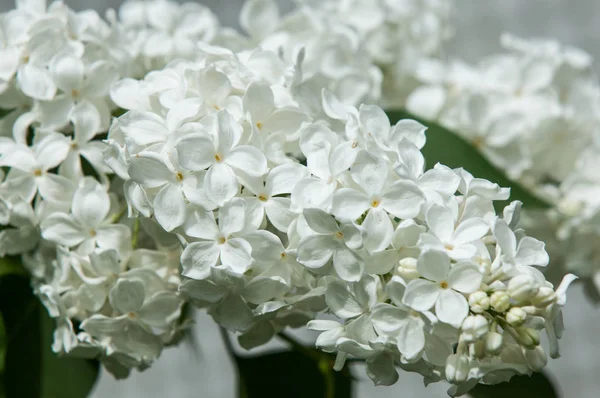 Çiçek leylak yeşil yaprakları yakın çekim bir arka plan üzerinde beyaz. Beyaz Lila çiçek arka plan / beyaz leylak makro / bahar çiçek / şırınga vulgaris. 
