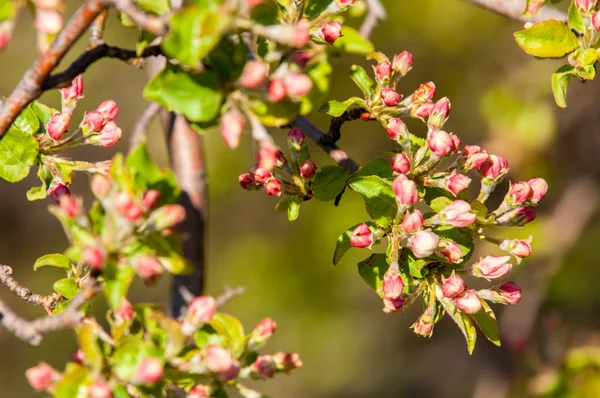 Unblown meyve ağacı, elma çiçeği kırmızı çiçek tomurcukları