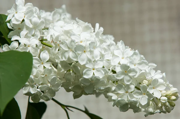 Çiçek leylak yeşil yaprakları yakın çekim bir arka plan üzerinde beyaz. Beyaz Lila çiçek arka plan / beyaz leylak makro / bahar çiçek / şırınga vulgaris. 