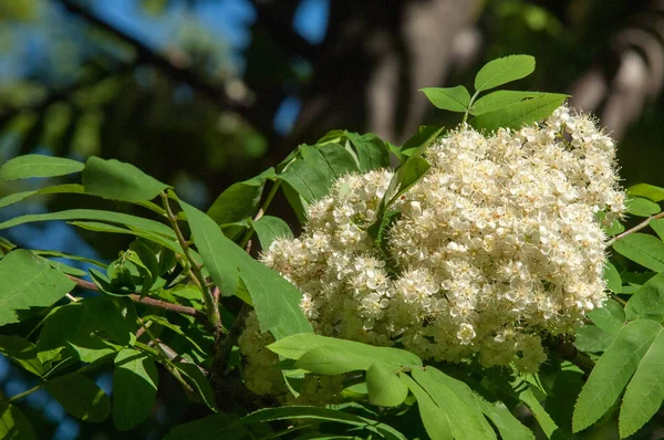 Dağ kül çiçekler. Ashberry Sorbus aucuparia L. yeşillik ve çiçek çiçeklenme. Sıradan bir dal benekli yeşil arka plan üzerinde beyaz büyük çiçekli kayalar