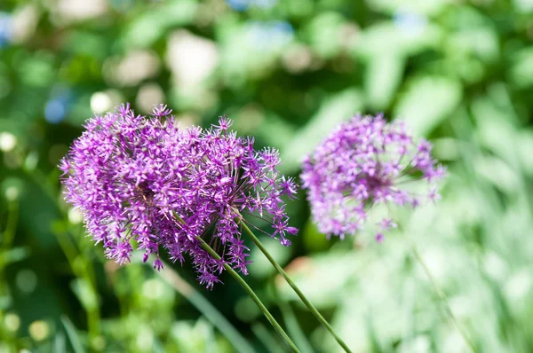 Allium aflatunense familyasına ait bitkiler amaryllis ailesindeki Kazakistan ve Kırgızistan Orta Asya'e.