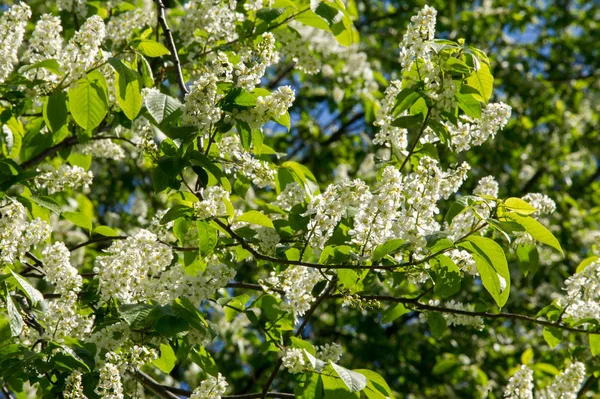 Primo Piano Ramo Ciliegia Uccello Luminosamente Retroilluminato Contro Cielo Fiori — Foto Stock