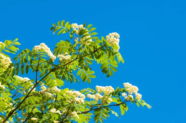 Dağ kül çiçekler. Ashberry Sorbus aucuparia L. yeşillik ve çiçek çiçeklenme. Sıradan bir dal benekli yeşil arka plan üzerinde beyaz büyük çiçekli kayalar