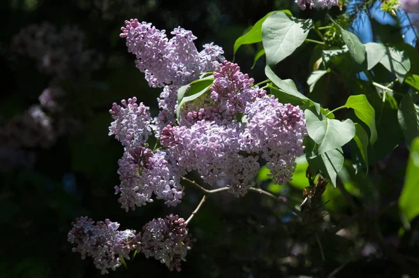 Eflatun çiçekler. Arka plan bulanık ile yeşil yaprakları ile leylak dalı solgun eflatun çiçekler. Bahar eflatun çiçekli yeşil dal. Yaprakları ile Lila çiçek şube