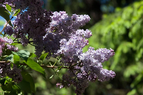 Eflatun çiçekler. Arka plan bulanık ile yeşil yaprakları ile leylak dalı solgun eflatun çiçekler. Bahar eflatun çiçekli yeşil dal. Yaprakları ile Lila çiçek şube