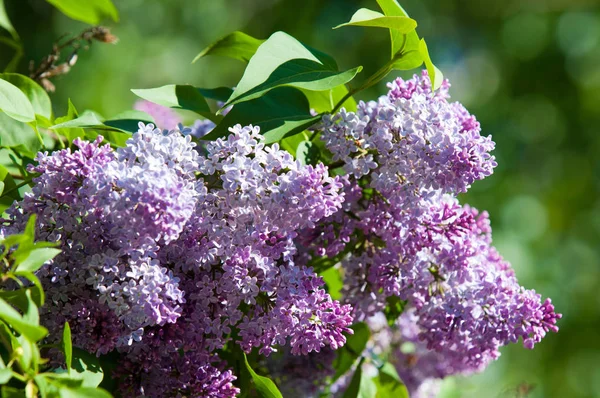 Eflatun çiçekler. Arka plan bulanık ile yeşil yaprakları ile leylak dalı solgun eflatun çiçekler. Bahar eflatun çiçekli yeşil dal. Yaprakları ile Lila çiçek şube