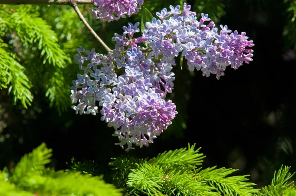 Lilac Flowers Pale Lilac Flowers Lilac Branches Green Leaves Blurred — Stock Photo, Image