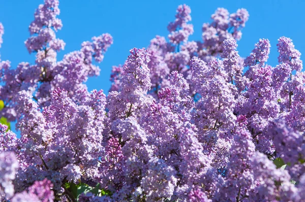Eflatun çiçekler. Arka plan bulanık ile yeşil yaprakları ile leylak dalı solgun eflatun çiçekler. Bahar eflatun çiçekli yeşil dal. Yaprakları ile Lila çiçek şube