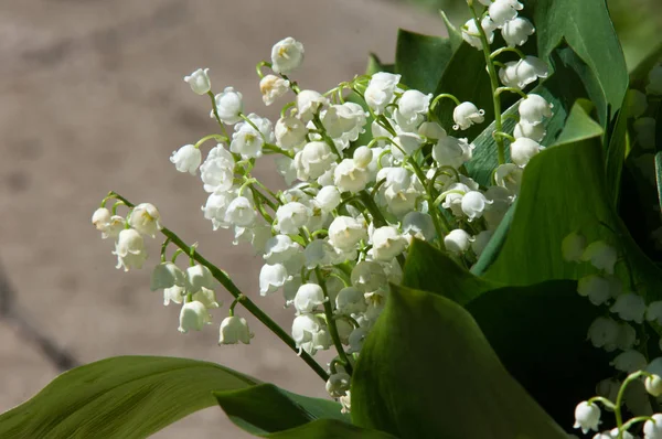 Lily Valley Bloemen Natuurlijke Achtergrond Met Bloeiende Lelies Van Vallei — Stockfoto