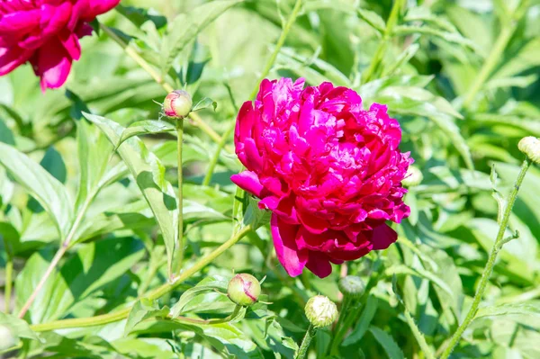 Çiçekler peonies. uzun onun gösterişli çiçekler için ekili olmuştur bir otsu ya da çalı bitki kuzey ılıman bölgelerin.