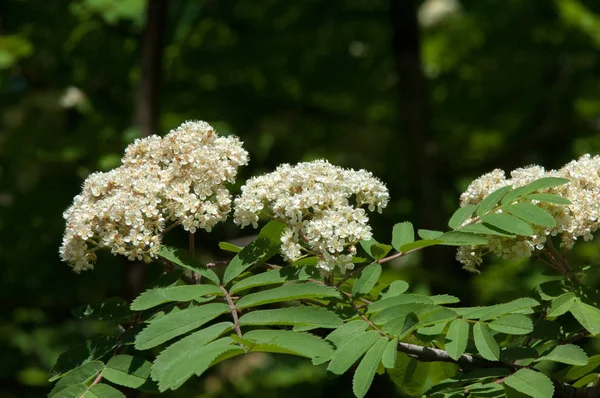 Dağ kül çiçekler. Ashberry Sorbus aucuparia L. yeşillik ve çiçek çiçeklenme. Sıradan bir dal benekli yeşil arka plan üzerinde beyaz büyük çiçekli kayalar