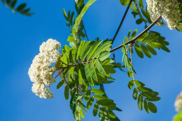 Dağ kül çiçekler. Ashberry Sorbus aucuparia L. yeşillik ve çiçek çiçeklenme. Sıradan bir dal benekli yeşil arka plan üzerinde beyaz büyük çiçekli kayalar