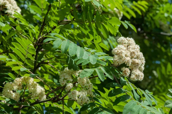 Цветы Горного Пепла Цветение Шелковицы Sorbus Aucuparia Леса Цветы Скалы — стоковое фото